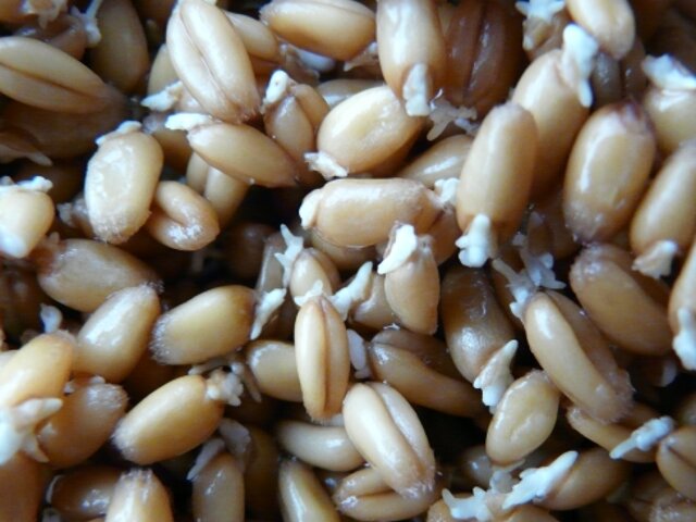Пророщенные зерна пшеницы для эрекции