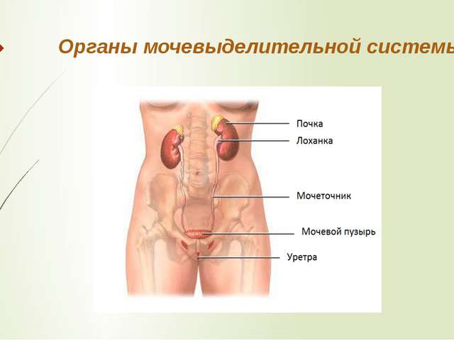 мочеобразующие и мочевыводящие органы 
