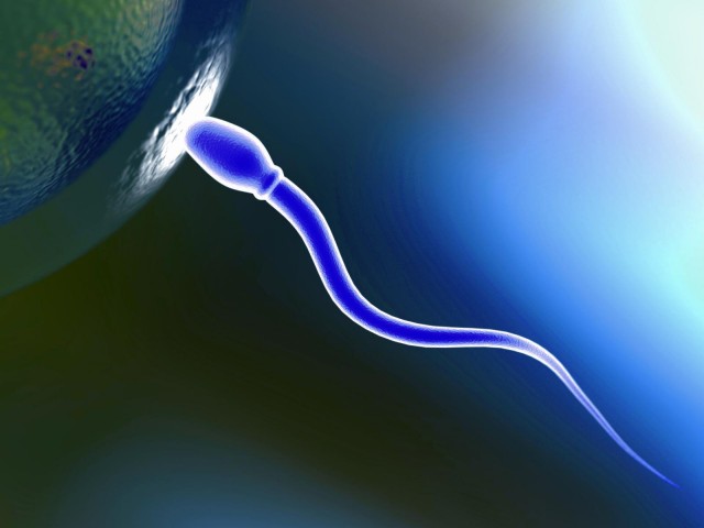 оплодотворяющая способность спермы