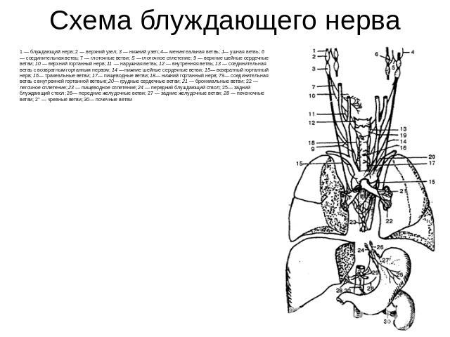 Головной отдел блуждающего нерва. Блуждающий нерв схема строения. Блуждающий нерв анатомия схема. Блуждающий нерв топография схема. Блуждающий нерв ветви схема.