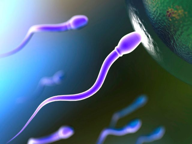 малоподвижные сперматозоиды