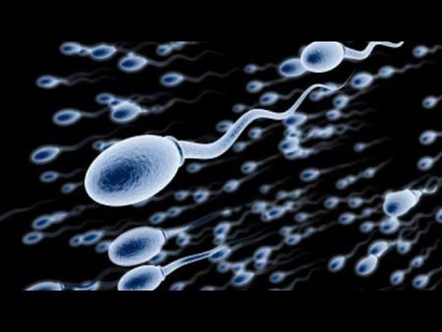замедленные сперматозоиды 