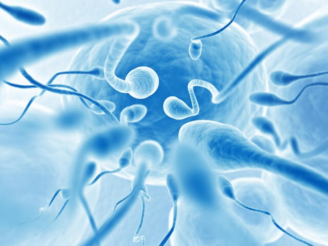 Сперматозоиды