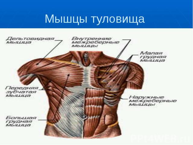Мышцы спины