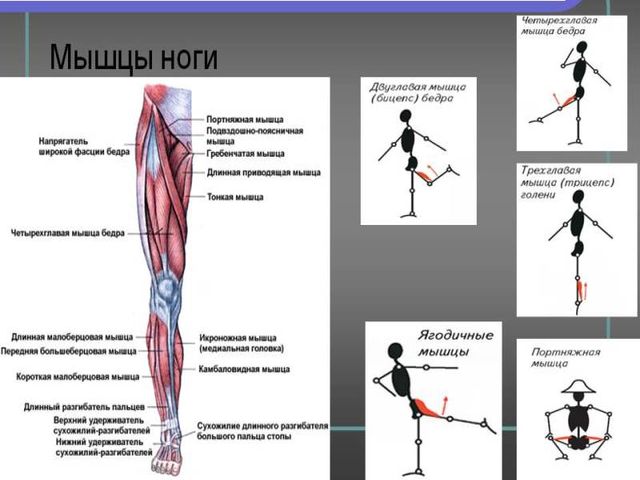 Мышцы ноги