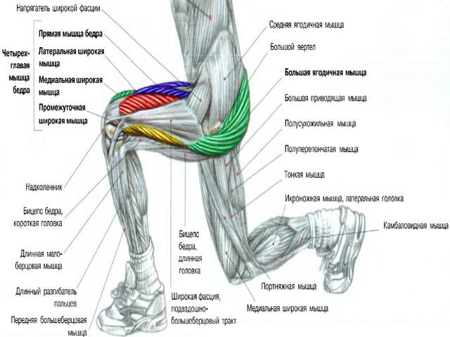 Выпады для развития мышц ног
