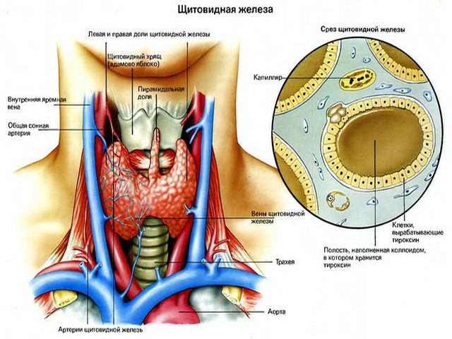Строение железы внутренней секреции