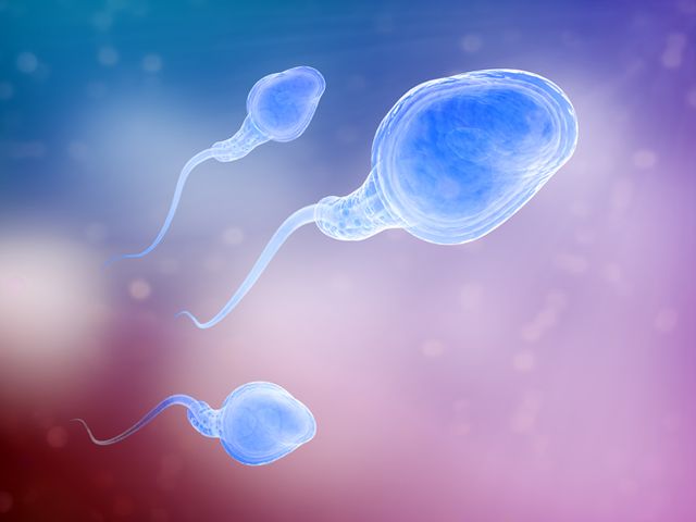 Сперматозоиды 