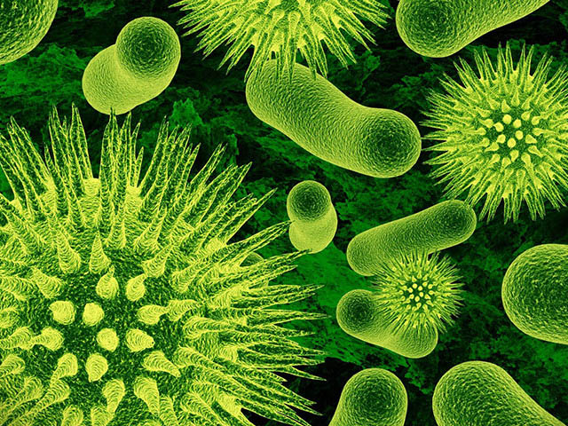 Различные бактерии 