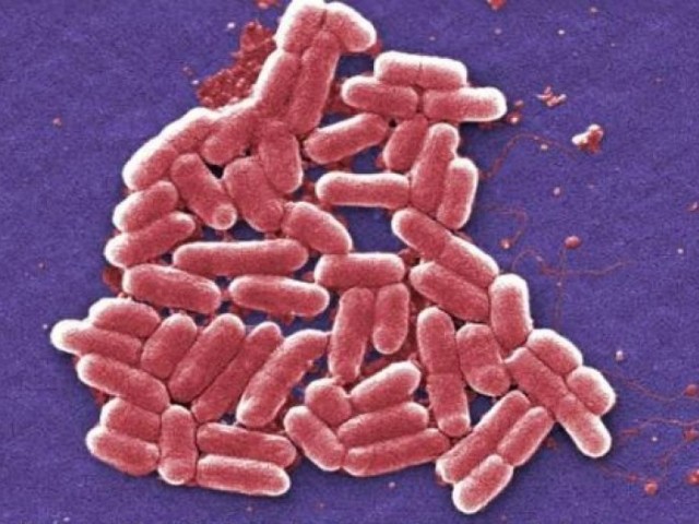Микроорганизмы под микроскопом 