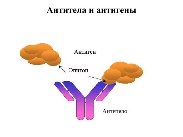 Выработка антигенов