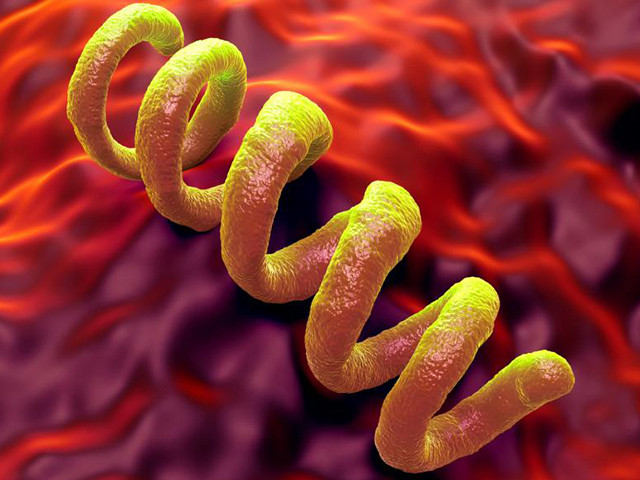 Трехмерная модель бактерии 