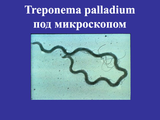 Увеличенный микроорганизм