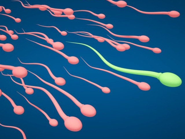 Рисунок сперматозодов 