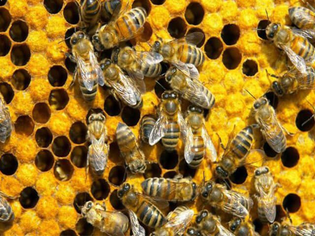 Уникальное качество пчелиного клея