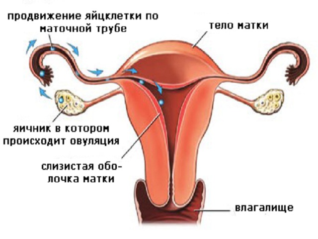 Period_ovuljacii