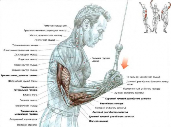Разгибание рук с верхнего блока хватом снизу